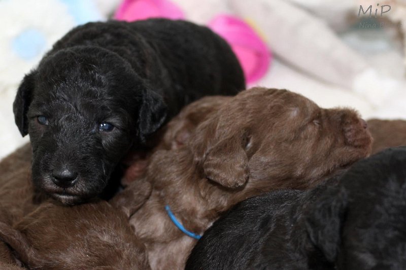 2011-05-15 Puppies Candy & Svet (55).jpg